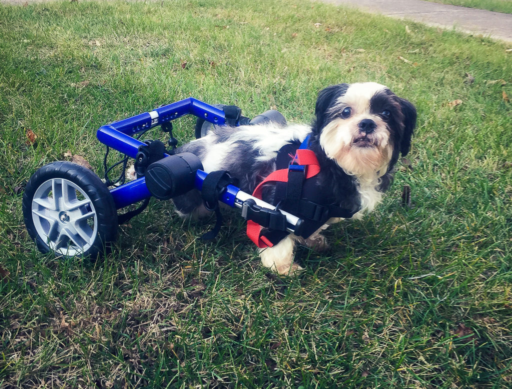 Pet Rescue Dog Tulip in Wheelchair Foster