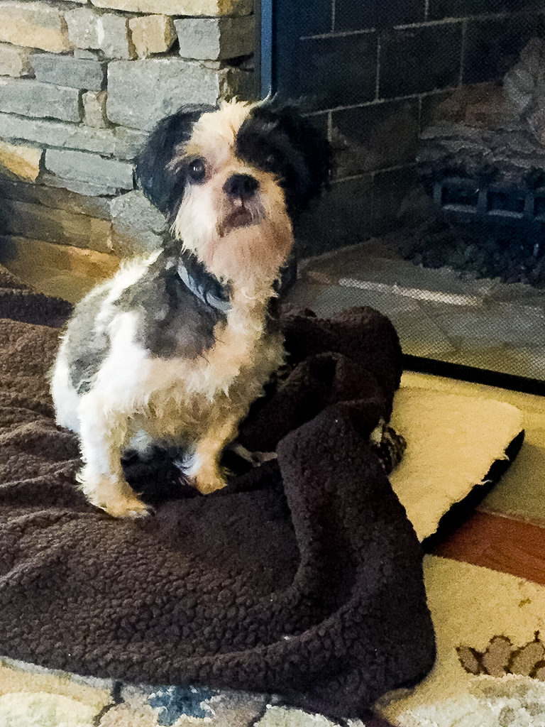 Special needs foster dog tulips first steps