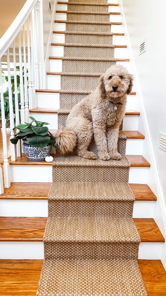 Golden doodle dog on sisal stair runner carpeted stairs